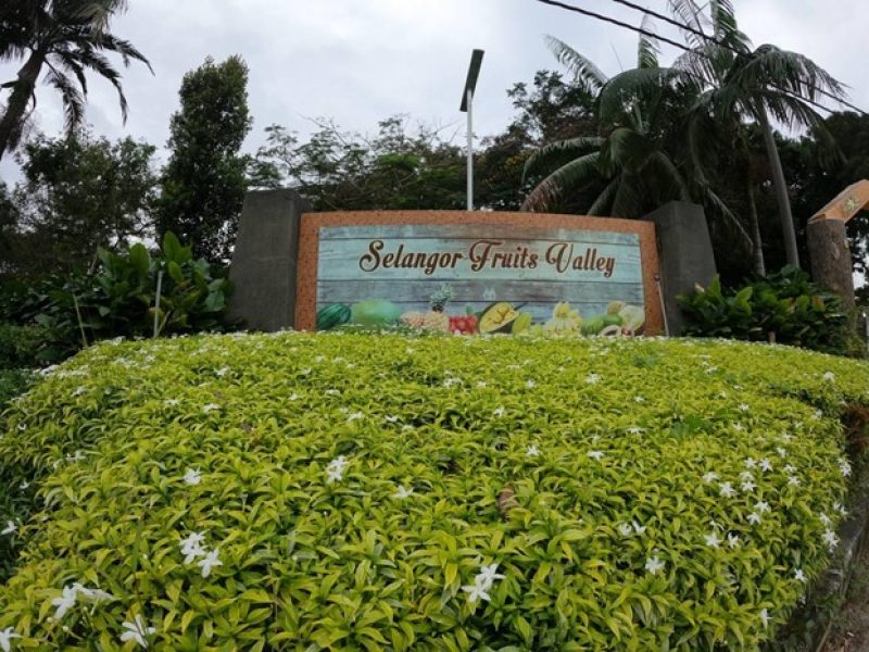 Selangor-Fruit-Valley